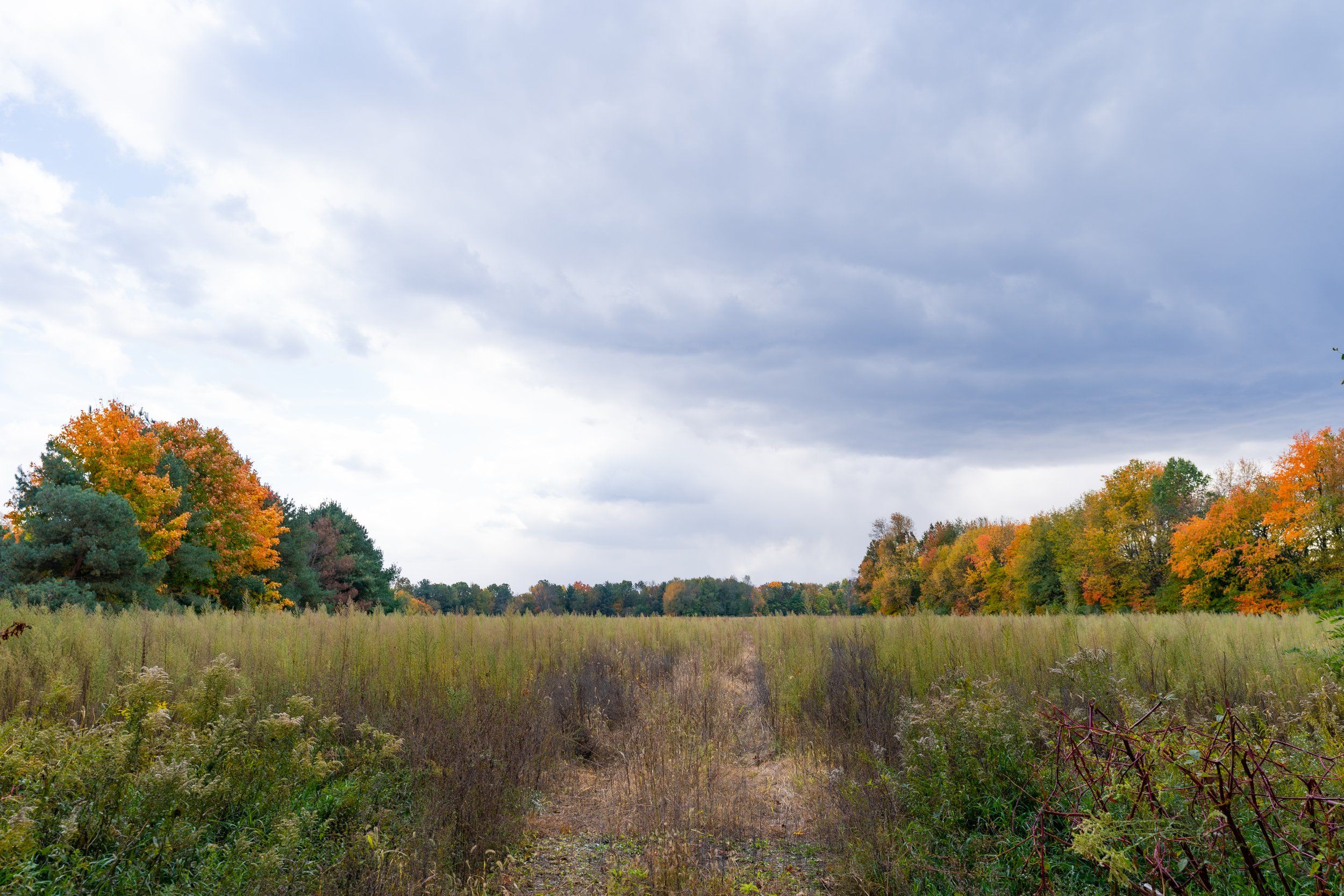 Wild Plum — Avb Homes & Communities - Portage, MI