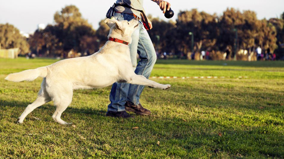 Dog park