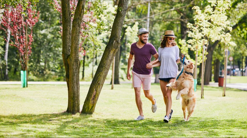 Dog Park