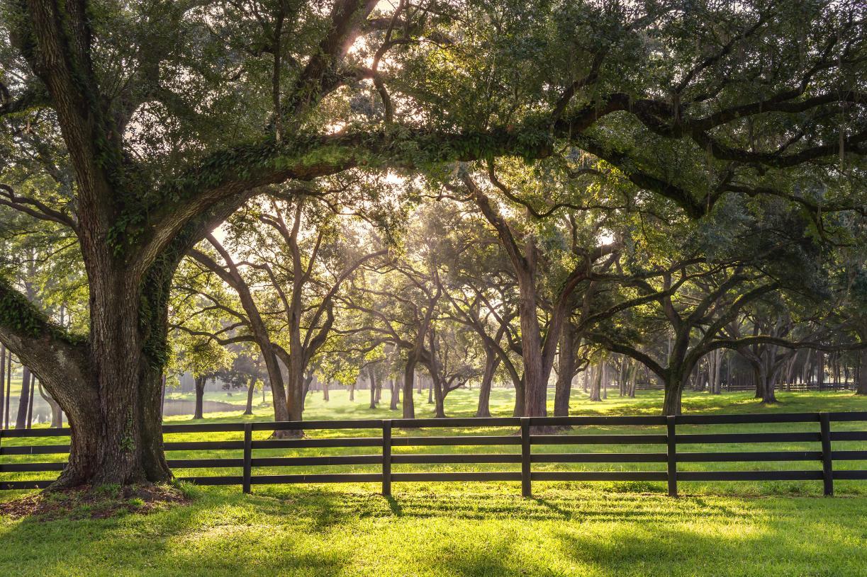 Iron Branch - Saint Augustine, FL